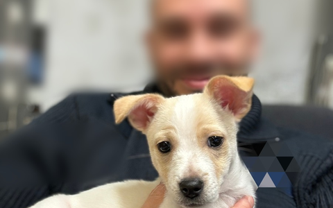 POL-PPRP: Welpe gefunden - Foto: presseportal.de