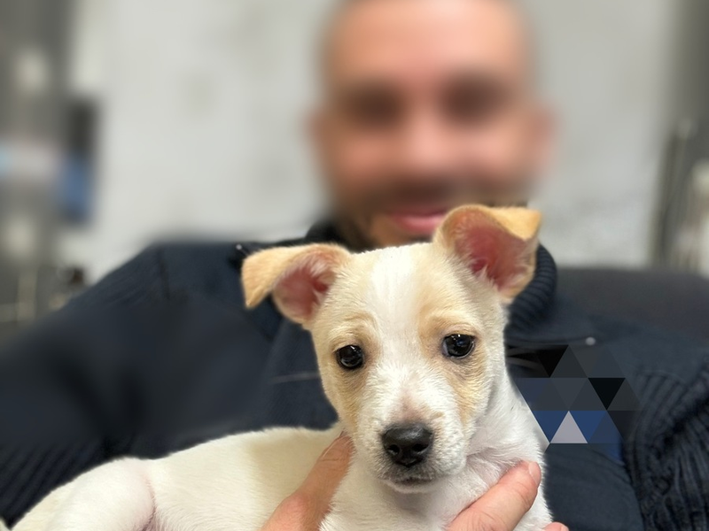 POL-PPRP: Welpe gefunden - Foto: presseportal.de