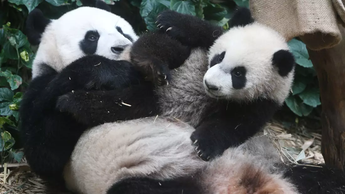 Die Pandas «Le Le» und «Jia Jia» im River Wonders Wildpark in Singapur. - Bild: Then Chih Wey/XinHua/dpa