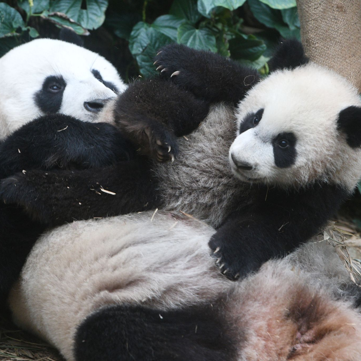 Die Pandas «Le Le» und «Jia Jia» im River Wonders Wildpark in Singapur. - Foto: Then Chih Wey/XinHua/dpa