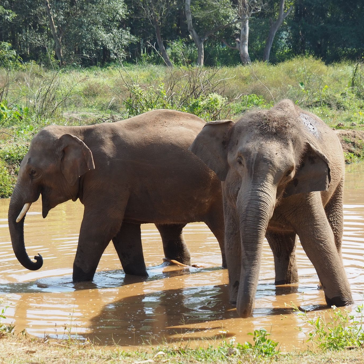 Elefanten werden in vielen Ländern als heilig verehrt. - Foto: Carola Frentzen/dpa