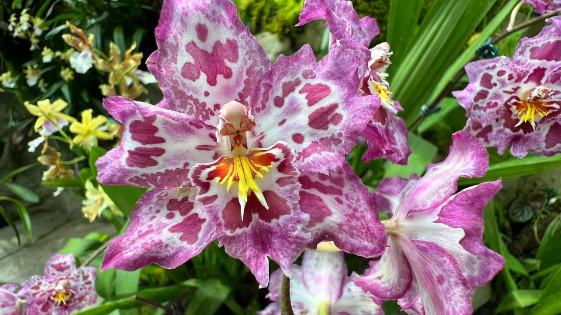 Singapur benennt einige seiner Orchideen nach berühmten Politikern. - Bild: Carola Frentzen/dpa