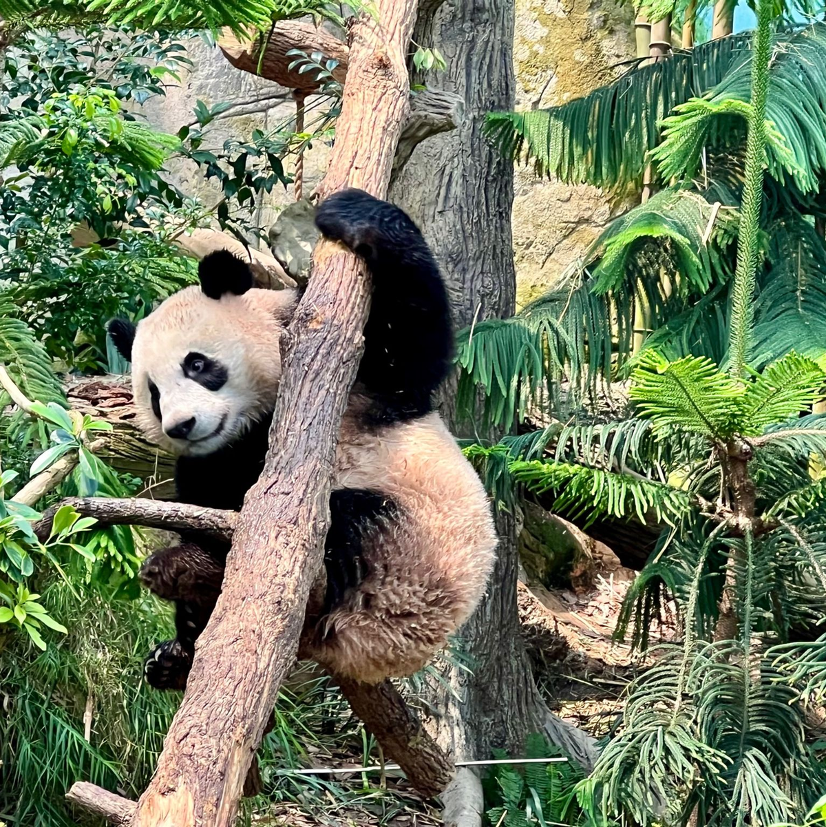 Der Panda «Le Le» muss zurück nach China fliegen. - Foto: Carola Frentzen/dpa