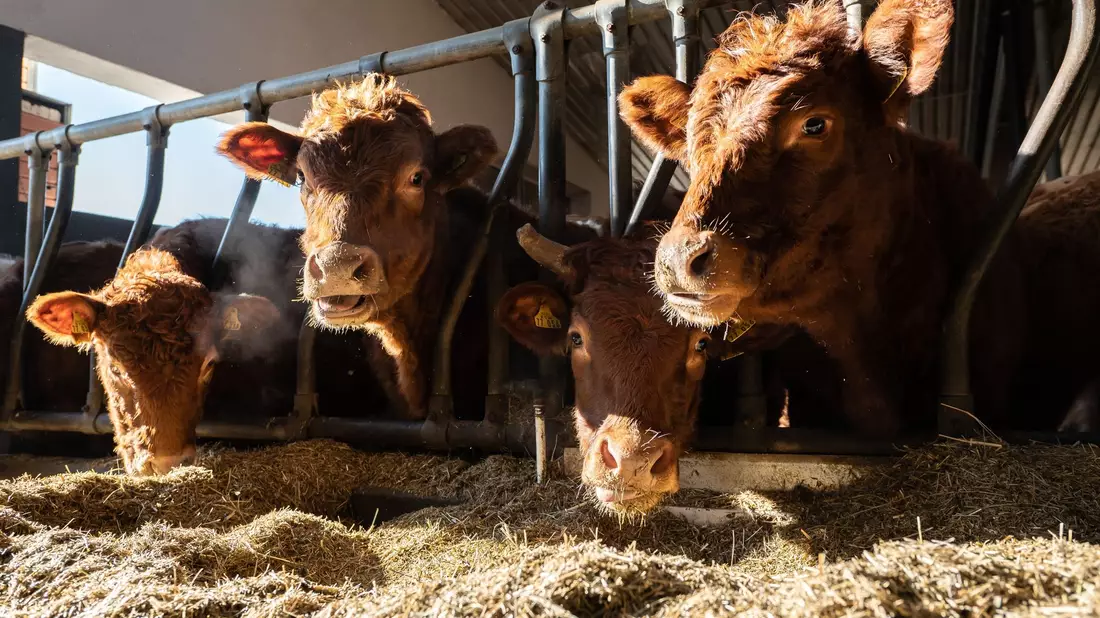 Im vergangenen Jahr gab es 255.000 Bauernhöfe in Deutschland (Symbolbild). - Bild: Silas Stein/dpa