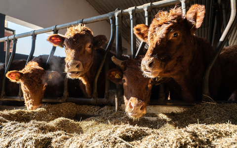 Im vergangenen Jahr gab es 255.000 Bauernhöfe in Deutschland (Symbolbild). - Foto: Silas Stein/dpa