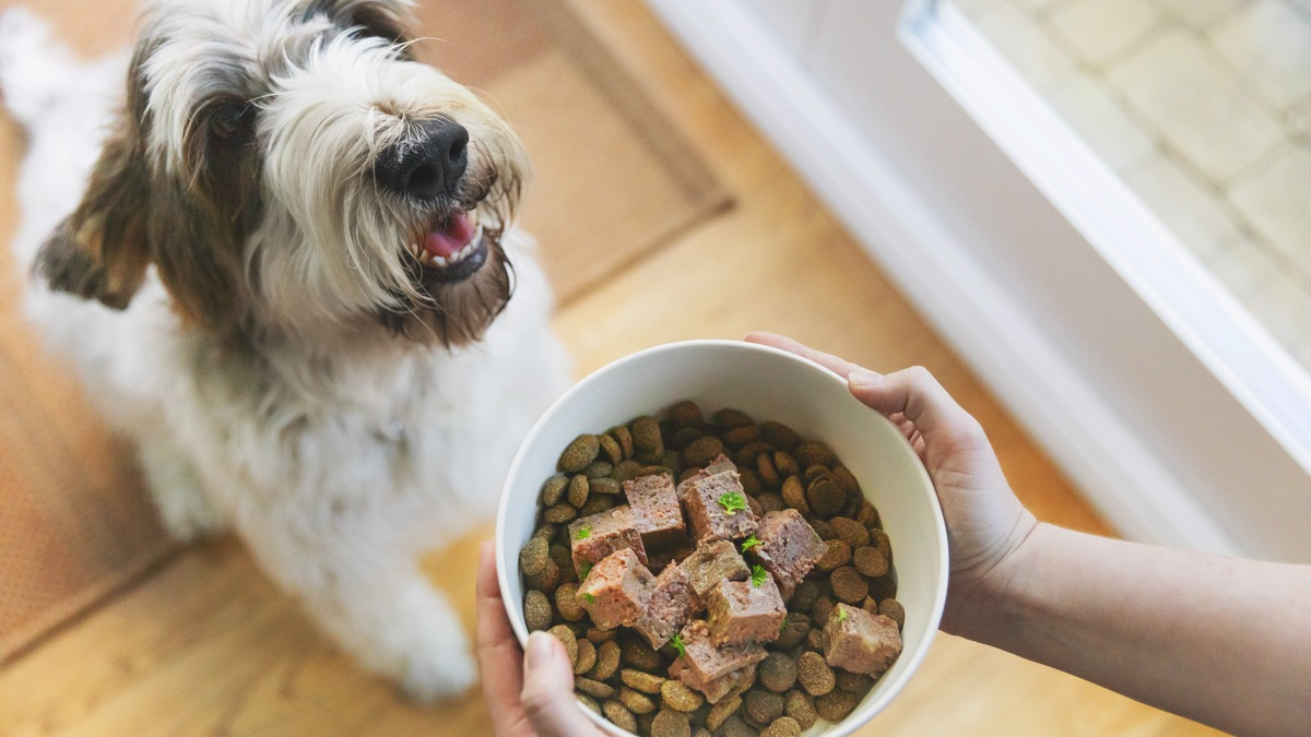 Willkommen im Familien-Rudel: So gelingt die Eingewöhnung von Hunden - Foto: presseportal.de