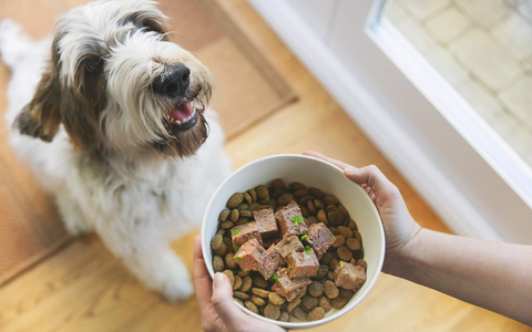 Willkommen im Familien-Rudel: So gelingt die Eingewöhnung von Hunden - Foto: presseportal.de