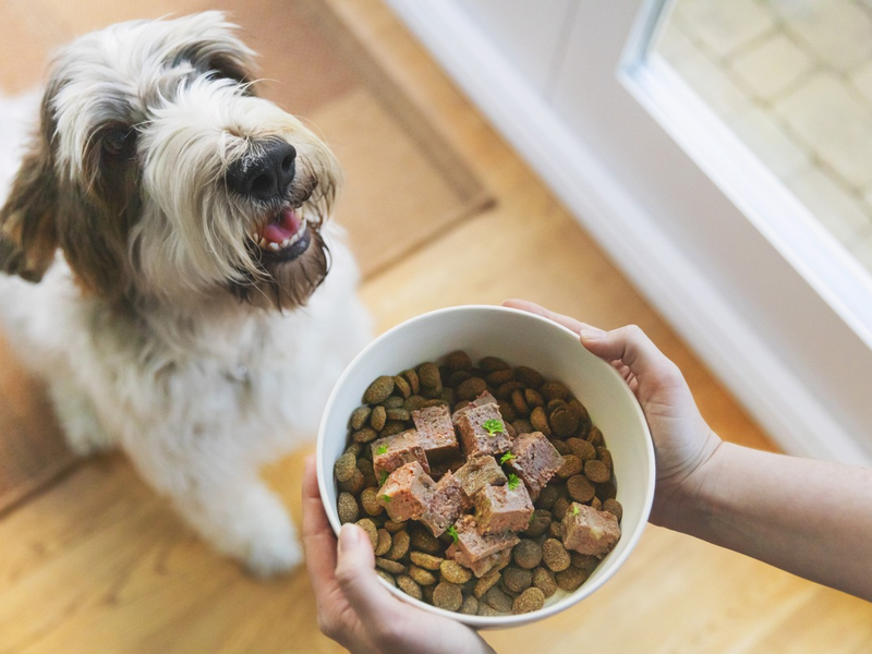 Willkommen im Familien-Rudel: So gelingt die Eingewöhnung von Hunden - Foto: presseportal.de