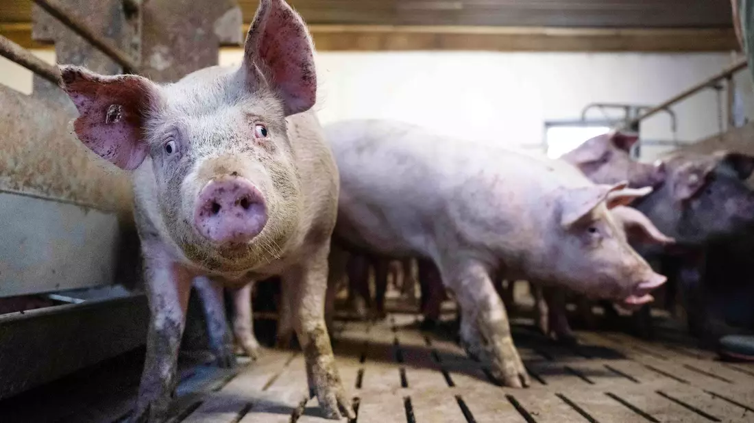 Schweine-Mastbetrieb in Niedersachsen. - Bild: Sina Schuldt/dpa