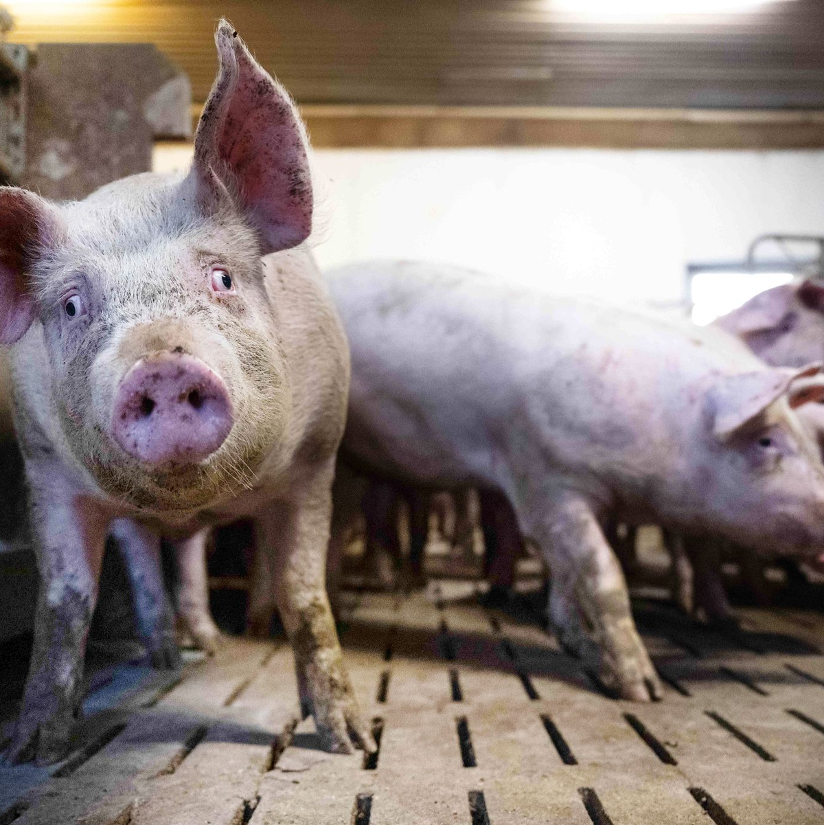Schweine-Mastbetrieb in Niedersachsen. - Foto: Sina Schuldt/dpa