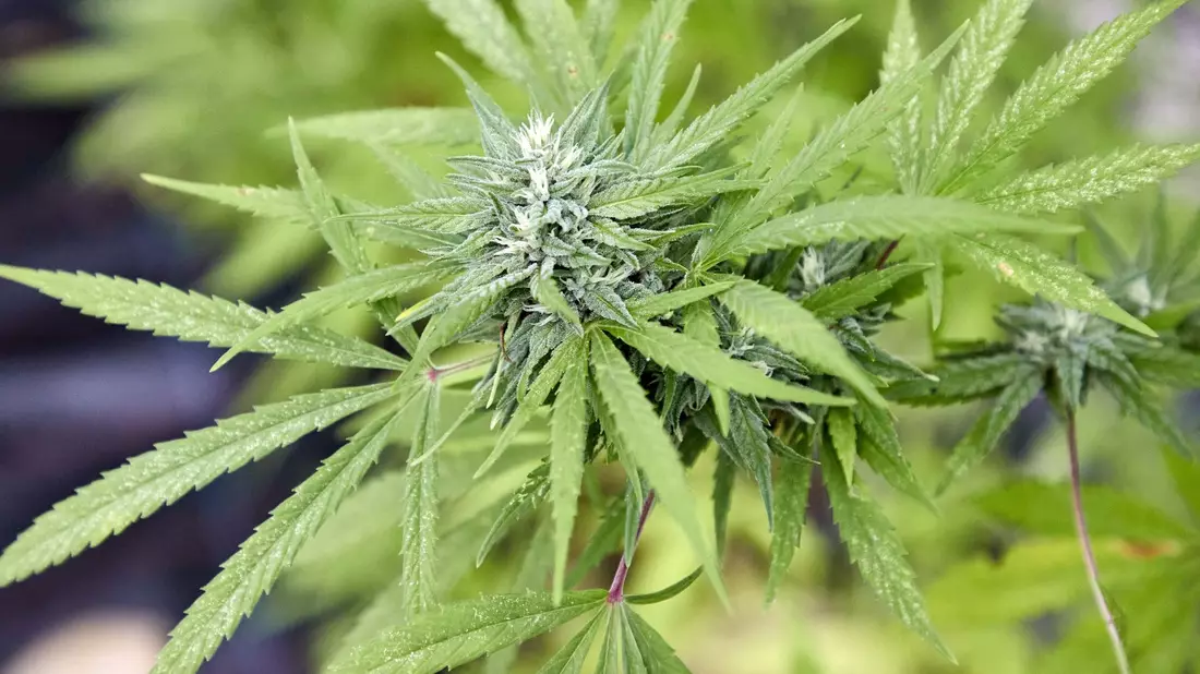 Zum 1. April soll in Deutschland das Gesetz zur Legalisierung von Cannabis in Kraft treten. - Bild: Georg Wendt/dpa