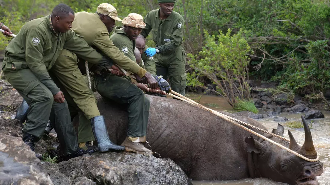 Ranger des Kenya Wildlife Service und ein Fangteam ziehen ein betäubtes Spitzmaulnashorn aus dem Wasser im Nairobi-Nationalpark. - Bild: Brian Inganga/AP/dpa