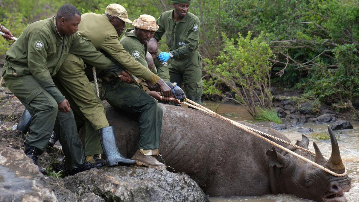 Ranger des Kenya Wildlife Service und ein Fangteam ziehen ein betäubtes Spitzmaulnashorn aus dem Wasser im Nairobi-Nationalpark. - Foto: Brian Inganga/AP/dpa