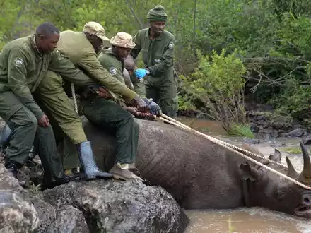 Ranger des Kenya Wildlife Service und ein Fangteam ziehen ein betäubtes Spitzmaulnashorn aus dem Wasser im Nairobi-Nationalpark. - Foto: Brian Inganga/AP/dpa