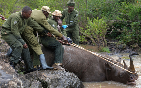 Ranger des Kenya Wildlife Service und ein Fangteam ziehen ein betäubtes Spitzmaulnashorn aus dem Wasser im Nairobi-Nationalpark. - Foto: Brian Inganga/AP/dpa