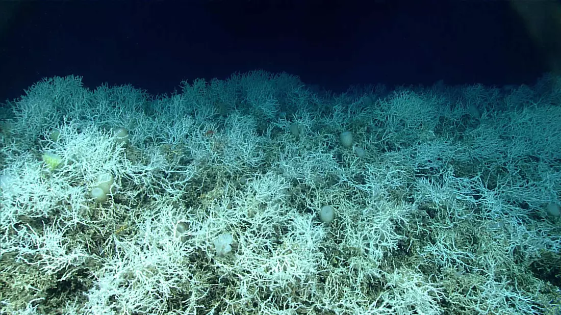 Dichte Felder von Lophelia pertusa, einer riffbildenden Koralle, sind auf den Hügeln des Blake-Plateaus zu finden. - Bild: NOAA Ocean Exploration, Windows to the Deep 2019/dpa