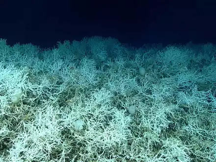 Dichte Felder von Lophelia pertusa, einer riffbildenden Koralle, sind auf den Hügeln des Blake-Plateaus zu finden. - Foto: NOAA Ocean Exploration, Windows to the Deep 2019/dpa