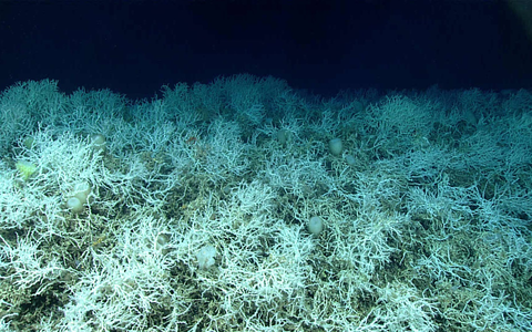 Dichte Felder von Lophelia pertusa, einer riffbildenden Koralle, sind auf den Hügeln des Blake-Plateaus zu finden. - Foto: NOAA Ocean Exploration, Windows to the Deep 2019/dpa