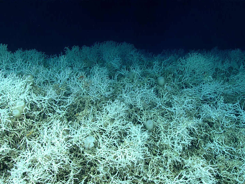 Dichte Felder von Lophelia pertusa, einer riffbildenden Koralle, sind auf den Hügeln des Blake-Plateaus zu finden. - Foto: NOAA Ocean Exploration, Windows to the Deep 2019/dpa
