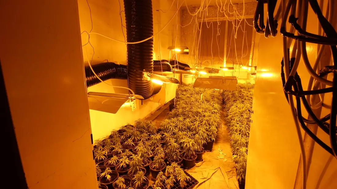POL-NE: Mehr als 1000 Cannabispflanzen in Halle sichergestellt - Bild: presseportal.de
