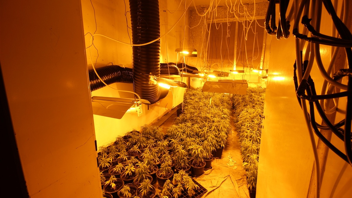 POL-NE: Mehr als 1000 Cannabispflanzen in Halle sichergestellt - Foto: presseportal.de