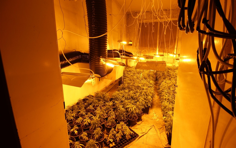 POL-NE: Mehr als 1000 Cannabispflanzen in Halle sichergestellt - Foto: presseportal.de