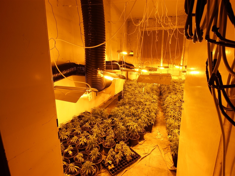 POL-NE: Mehr als 1000 Cannabispflanzen in Halle sichergestellt - Foto: presseportal.de