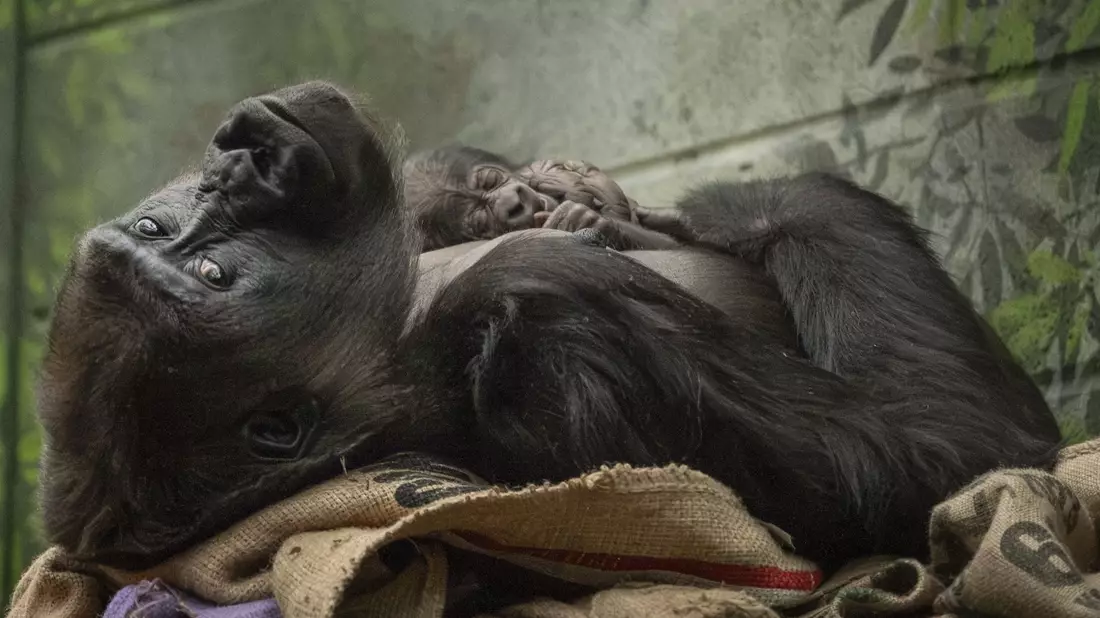 Fast schon sportlich präsentiert sich das winzige Gorilla-Baby mit seiner Mama. - Bild: Zsl/PA Media/dpa