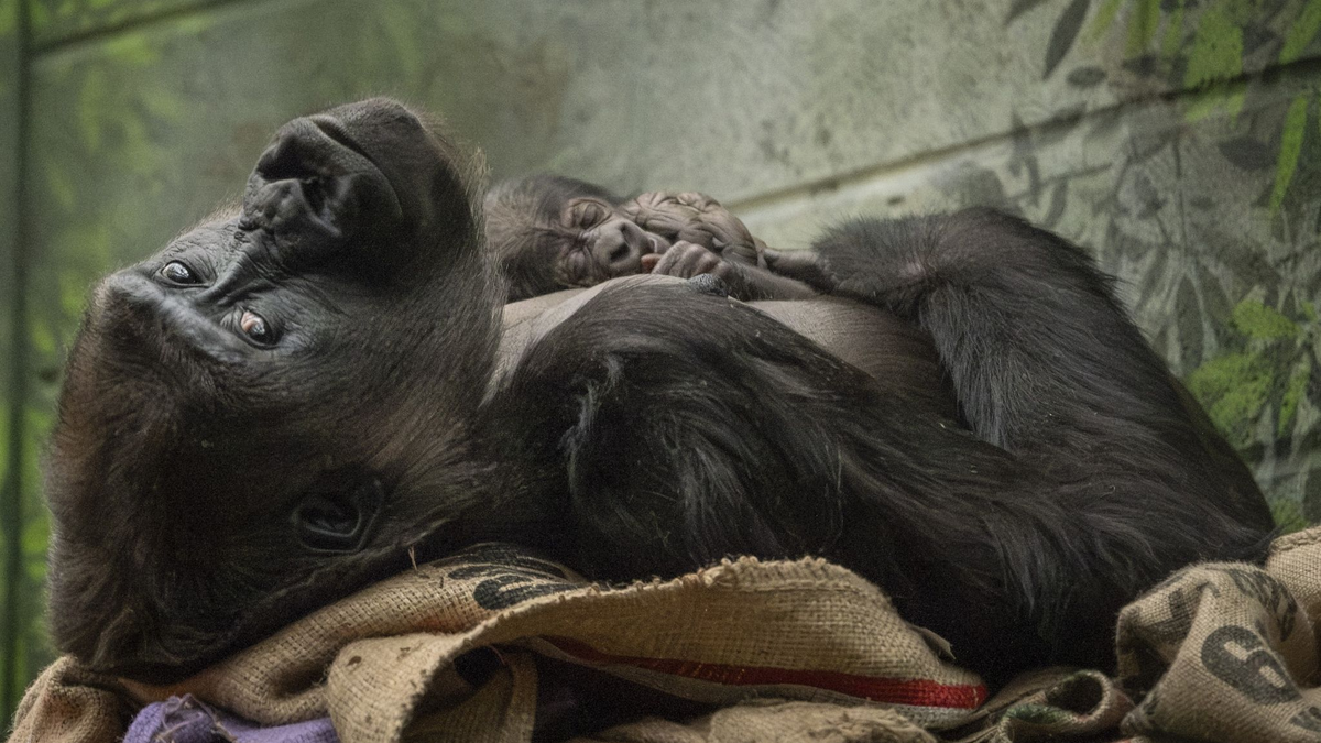 Fast schon sportlich präsentiert sich das winzige Gorilla-Baby mit seiner Mama. - Foto: Zsl/PA Media/dpa