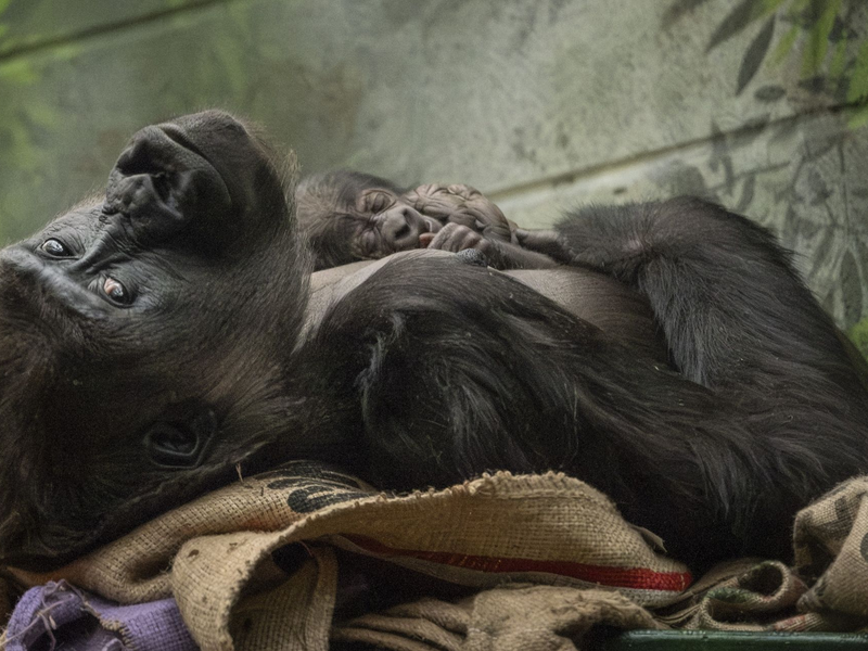 Fast schon sportlich präsentiert sich das winzige Gorilla-Baby mit seiner Mama. - Foto: Zsl/PA Media/dpa