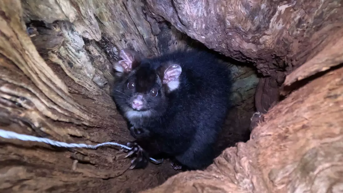 «Greater Gliders» gehören zu den am stärksten bedrohten Säugetieren der Welt. - Bild: Ana Gracanin/dpa