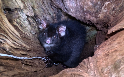 «Greater Gliders» gehören zu den am stärksten bedrohten Säugetieren der Welt. - Foto: Ana Gracanin/dpa