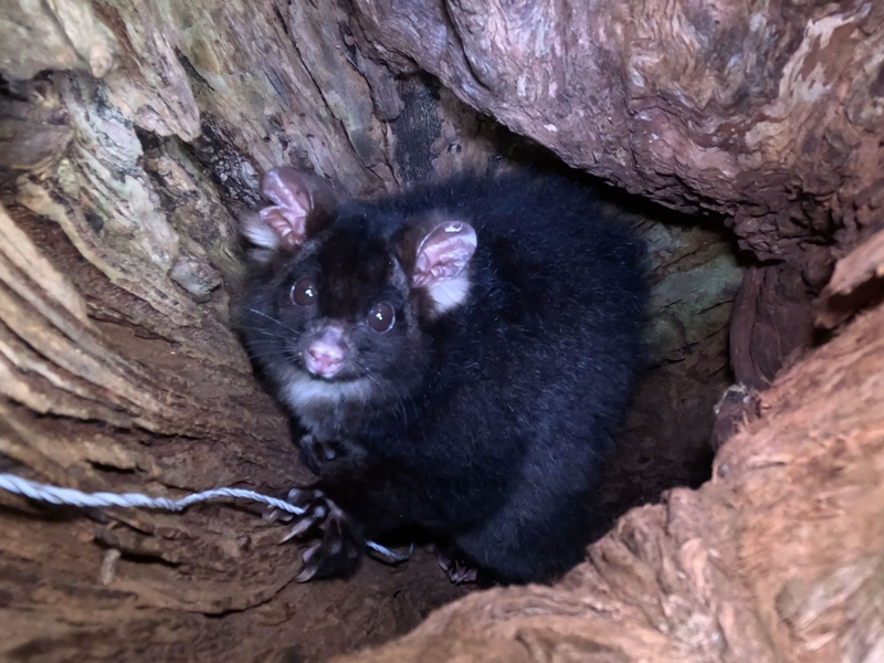 «Greater Gliders» gehören zu den am stärksten bedrohten Säugetieren der Welt. - Foto: Ana Gracanin/dpa