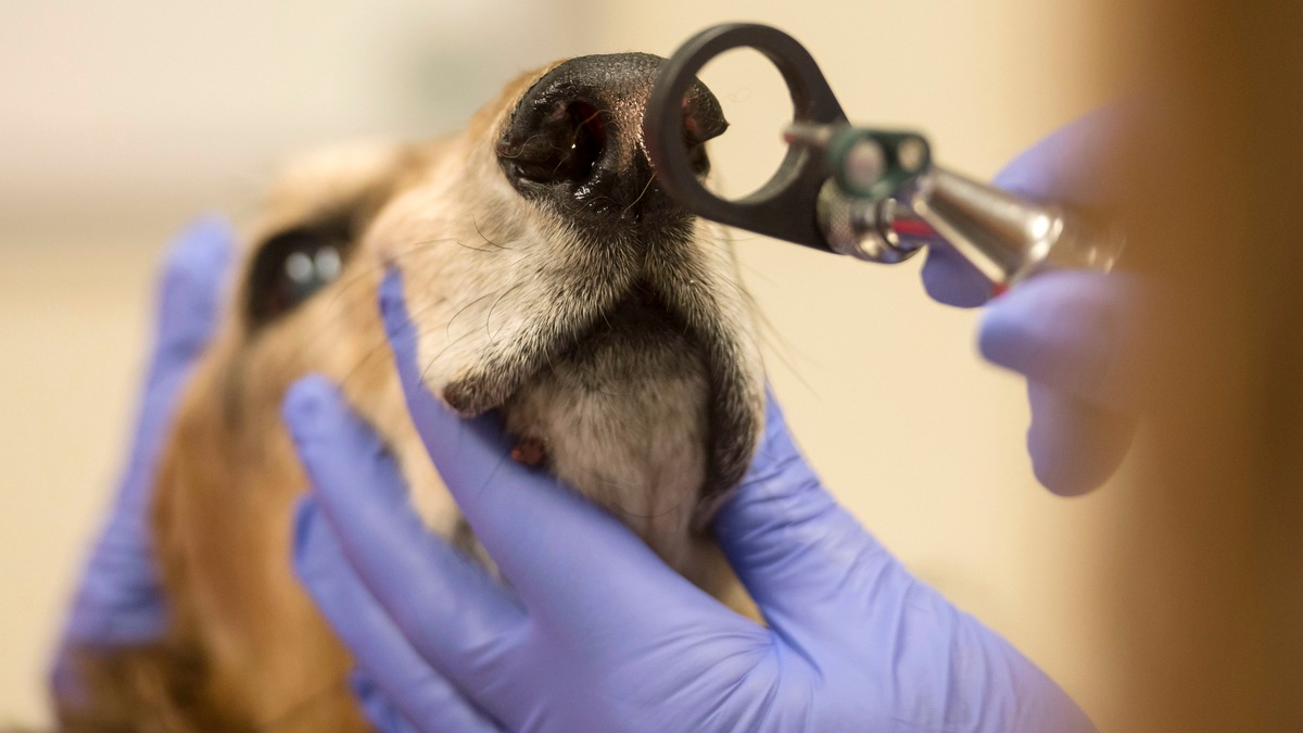 Tierkrankenversicherung: Gesunde Vierbeiner sind (un-)bezahlbar - Foto: presseportal.de