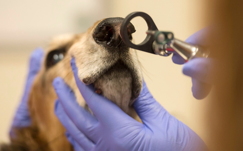 Tierkrankenversicherung: Gesunde Vierbeiner sind (un-)bezahlbar - Foto: presseportal.de