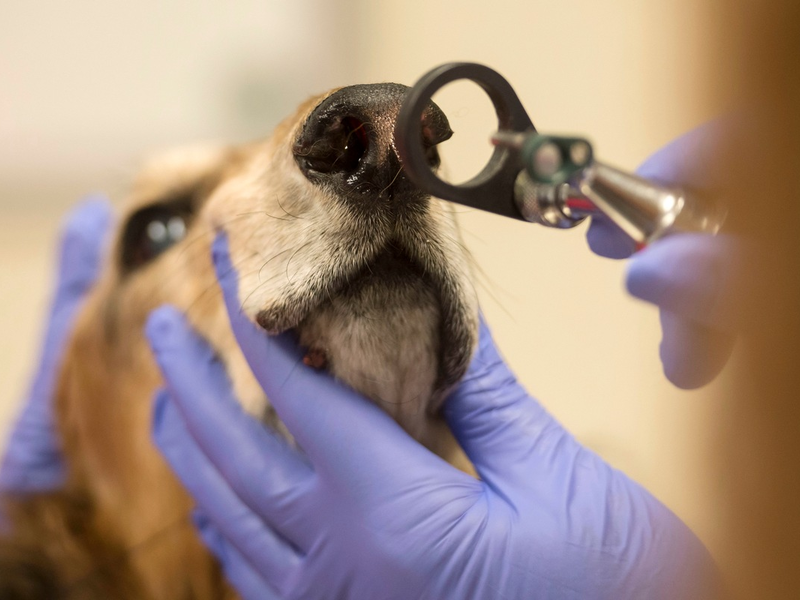 Tierkrankenversicherung: Gesunde Vierbeiner sind (un-)bezahlbar - Foto: presseportal.de