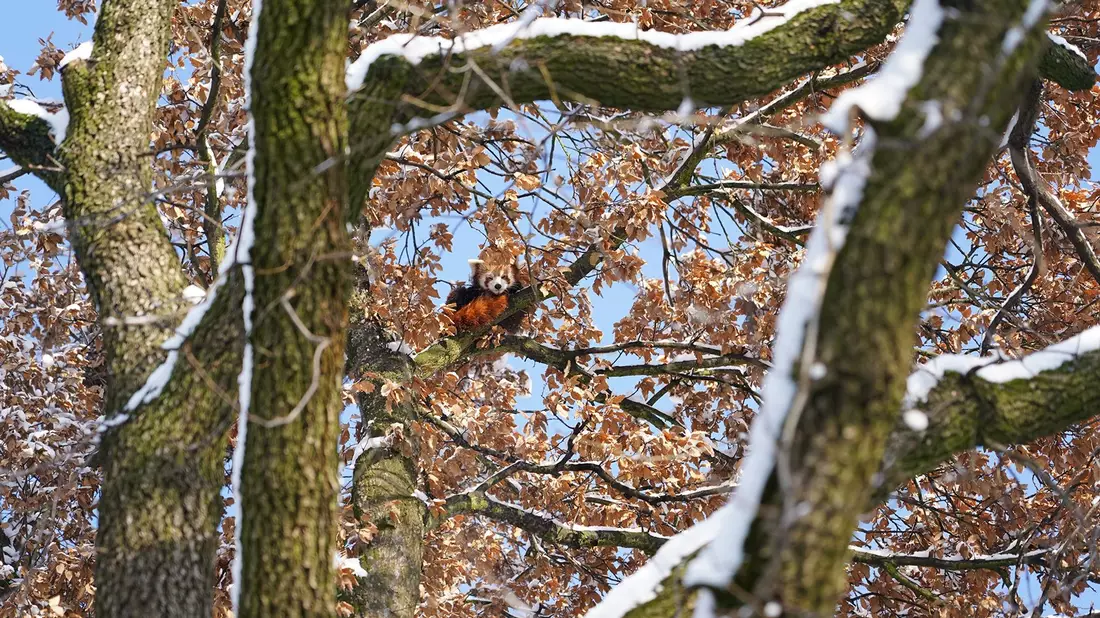 Mit Weitblick: Panda Barney sitzt hoch oben im Baum. - Bild: Feuerwehr Köln/dpa