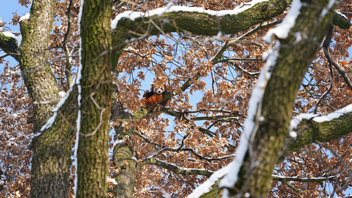 Mit Weitblick: Panda Barney sitzt hoch oben im Baum. - Foto: Feuerwehr Köln/dpa