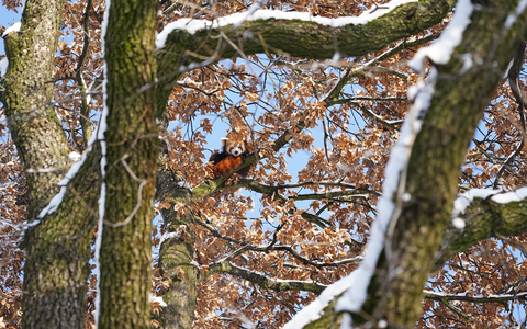 Mit Weitblick: Panda Barney sitzt hoch oben im Baum. - Foto: Feuerwehr Köln/dpa