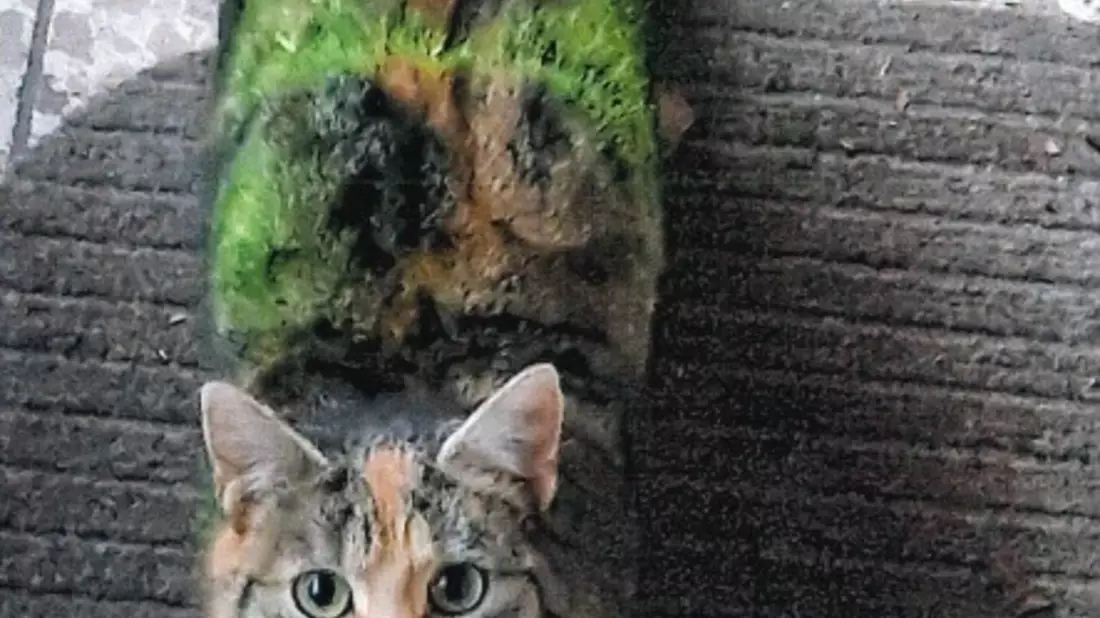 LPI-NDH: Zeugenaufruf: Katzen im Visier von Tierquälern - Mehrere Verstöße gegen das Tierschutzgesetz in Westgreußen festgestellt. Die Polizei ermittelt. - Bild: presseportal.de