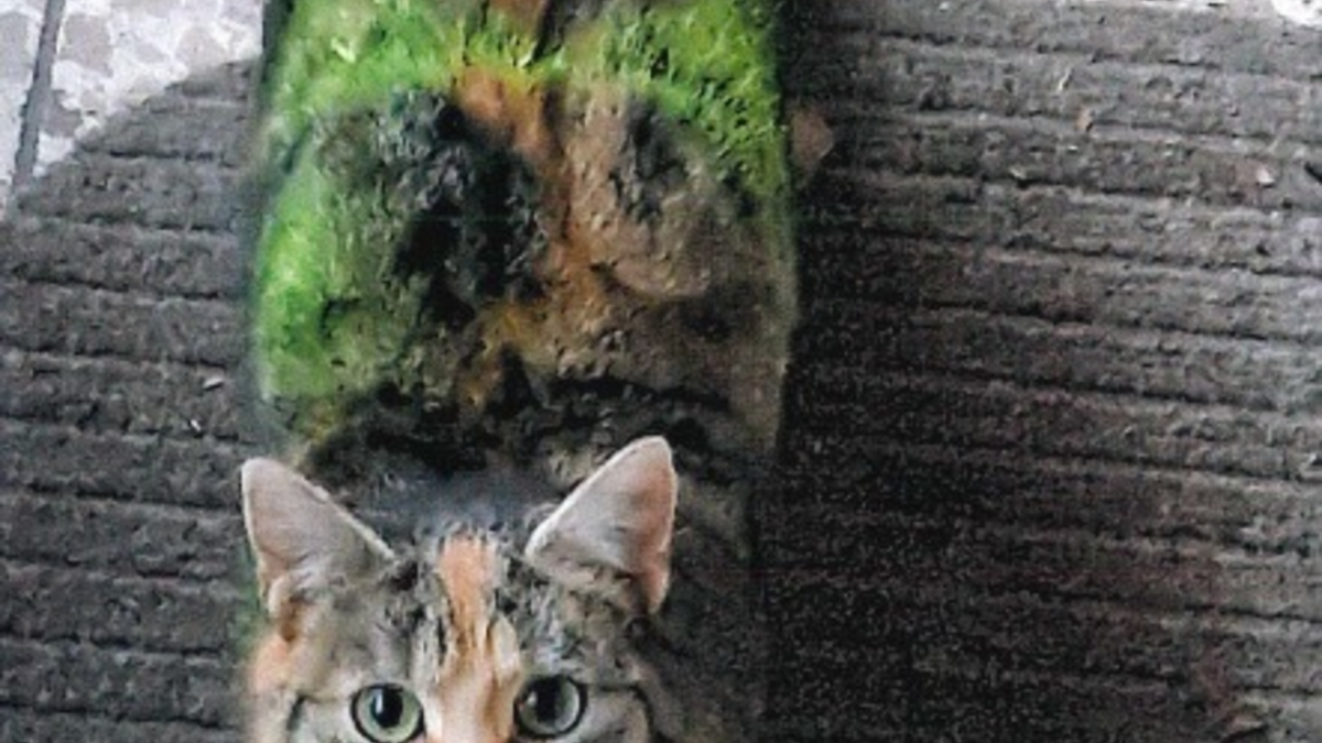 LPI-NDH: Zeugenaufruf: Katzen im Visier von Tierquälern - Mehrere Verstöße gegen das Tierschutzgesetz in Westgreußen festgestellt. Die Polizei ermittelt. - Foto: presseportal.de