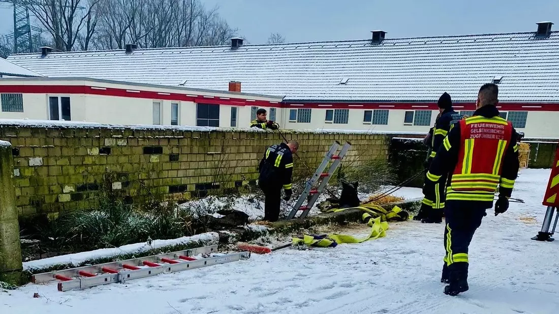 FW-GE: Pferd in Mistgrube gefallen - durch Feuerwehr gerettet - Bild: presseportal.de