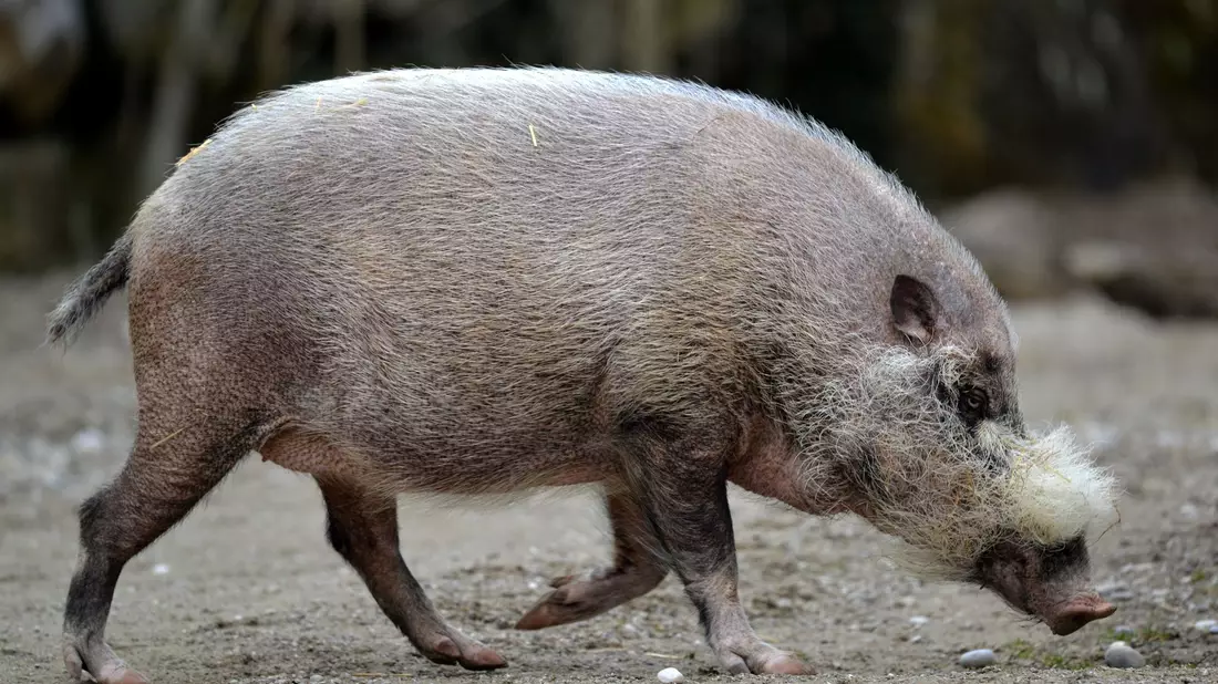 Die Pandemie habe gravierende Auswirkungen nicht nur auf Tiere, warnen Experten. - Bild: Frank Leonhardt/dpa