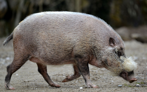 Die Pandemie habe gravierende Auswirkungen nicht nur auf Tiere, warnen Experten. - Foto: Frank Leonhardt/dpa