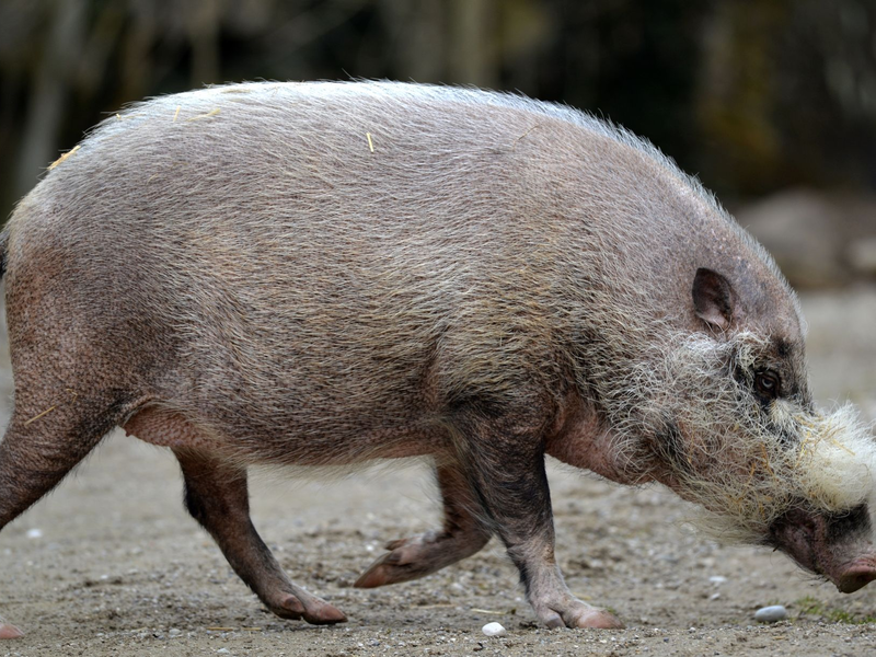 Die Pandemie habe gravierende Auswirkungen nicht nur auf Tiere, warnen Experten. - Foto: Frank Leonhardt/dpa