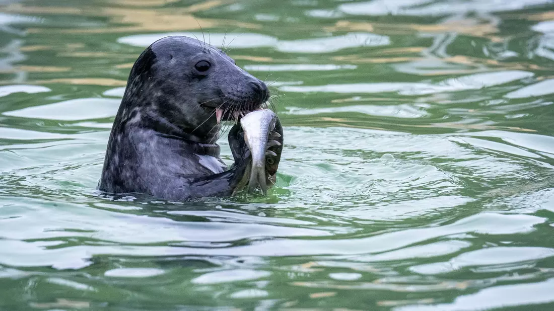Die Seehundstationen in Niedersachsen und Schleswig-Holstein nehmen Jungtiere in ihre Obhut. - Bild: Sina Schuldt/dpa