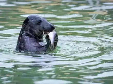 Die Seehundstationen in Niedersachsen und Schleswig-Holstein nehmen Jungtiere in ihre Obhut. - Foto: Sina Schuldt/dpa