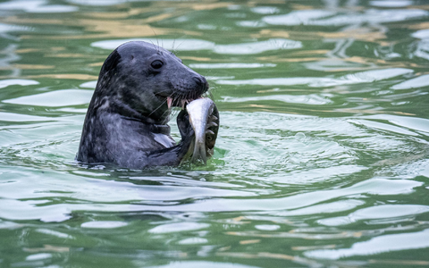 Die Seehundstationen in Niedersachsen und Schleswig-Holstein nehmen Jungtiere in ihre Obhut. - Foto: Sina Schuldt/dpa Die Seehundstationen in Niedersachsen und Schleswig-Holstein nehmen Jungtiere in ihre Obhut. - Foto: Sina Schuldt/dpa