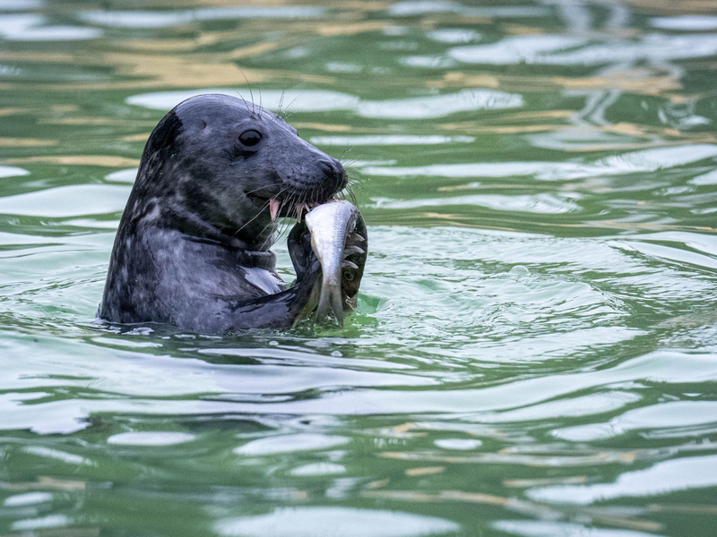 Die Seehundstationen in Niedersachsen und Schleswig-Holstein nehmen Jungtiere in ihre Obhut. - Foto: Sina Schuldt/dpa