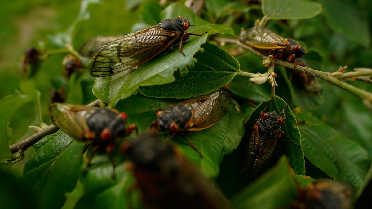 Wenige Tage nach dem Schlüpfen beginnen männliche Zikaden, bis zu 90 Dezibel laute Knattergeräusche zu erzeugen. - Foto: Carolyn Kaster/AP/dpa